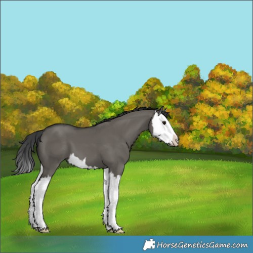 Horse Color:Grullo Splash 