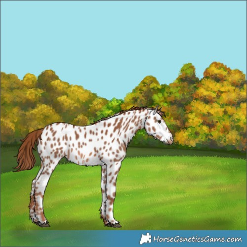 Horse Color:Chestnut Appaloosa 
