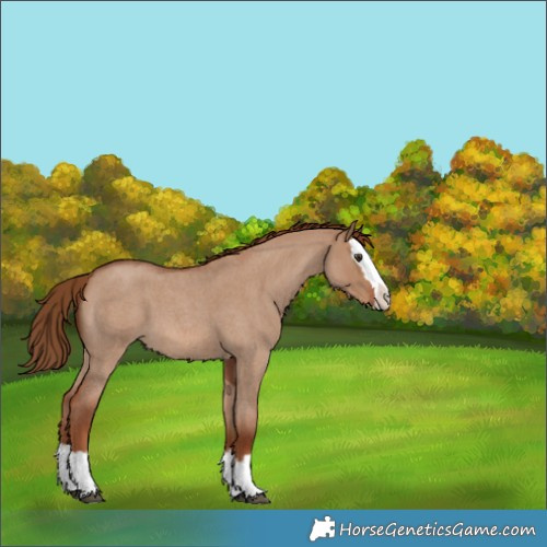 Horse Color:Red Dun Roan Splash 