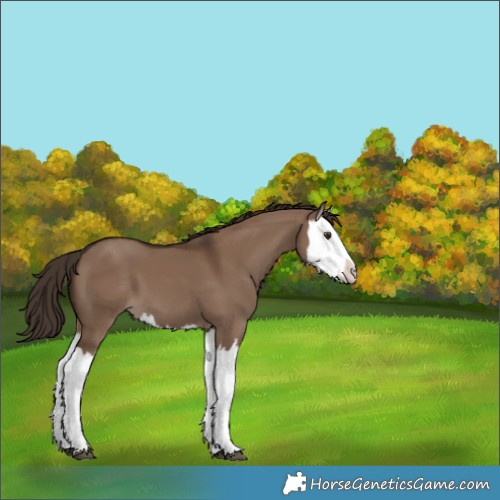 Horse Color:Liver Red Dun Splash 