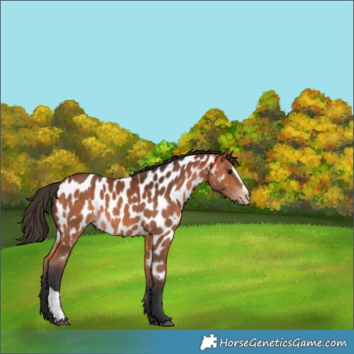 Horse Color:Bay Sabino Appaloosa 