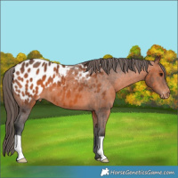 Horse Color:Bay Appaloosa 