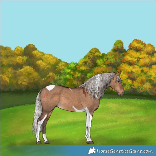 Horse Color:Silver Brown Dun Tobiano 