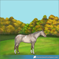 Horse Color:Silver Brown Pearl Dun Tobiano 