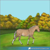 Horse Color:Silver Buckskin Dun Tobiano 