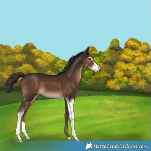 Horse Color:Liver Chestnut Sabino 