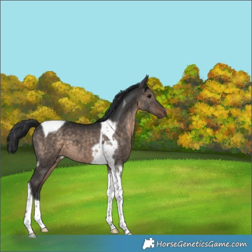 Horse Color:Brown Dun Tobiano 