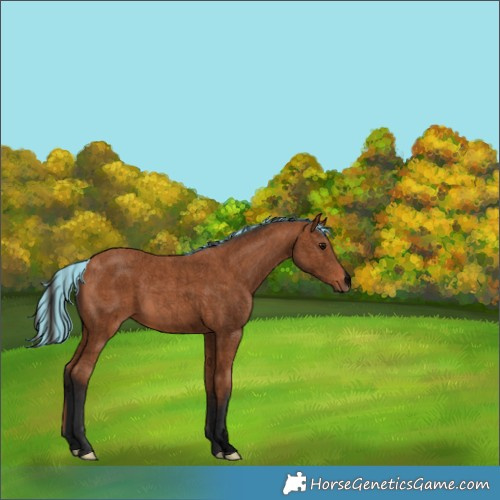 Horse Color:Void Painted Bay 