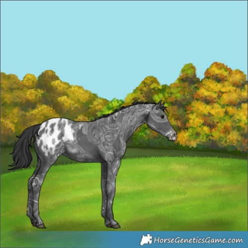 Horse Color:Black Ice Appaloosa 