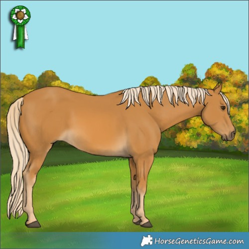 Horse Color:Palomino Rabicano 