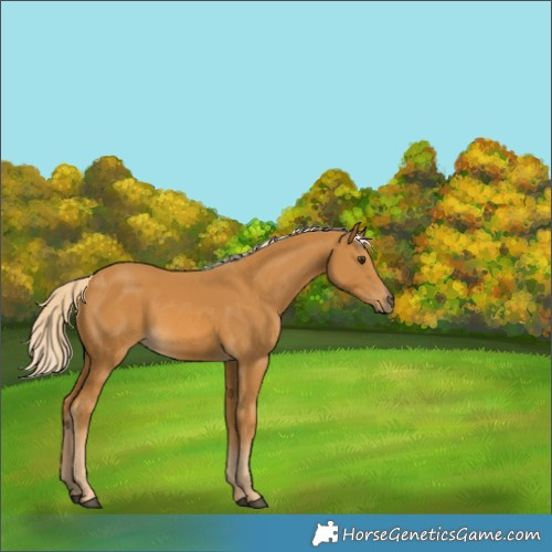 Horse Color:Palomino Rabicano 