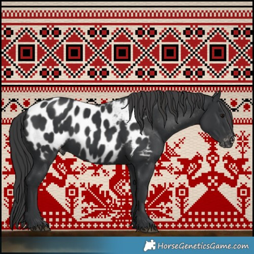 Horse Color:Black Appaloosa Rabicano 