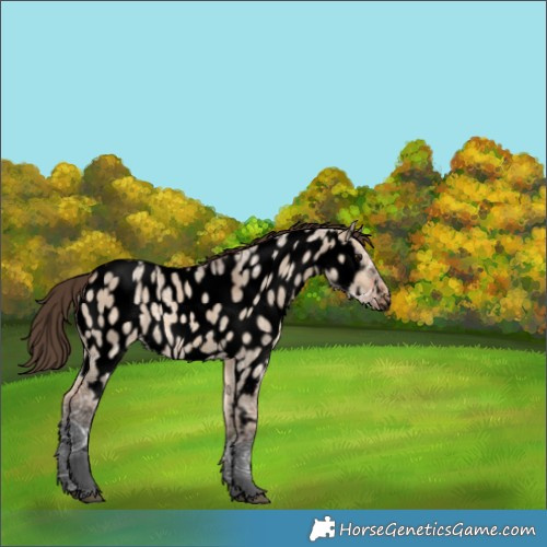 Horse Color:Void Bay Ice Dun Appaloosa 
