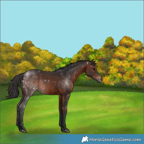 Horse Color:Brown Rabicano 