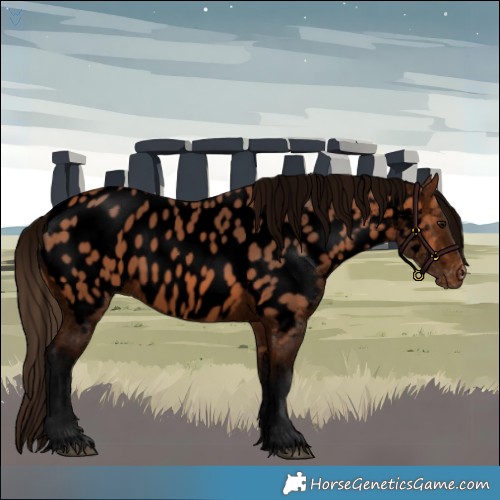 Horse Color:Void Bay Appaloosa 