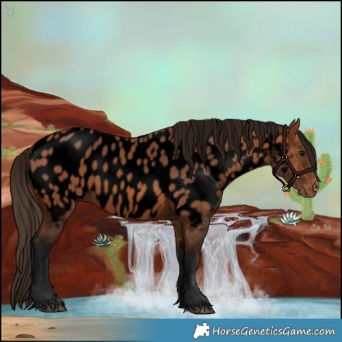 Horse Color:Void Bay Appaloosa 