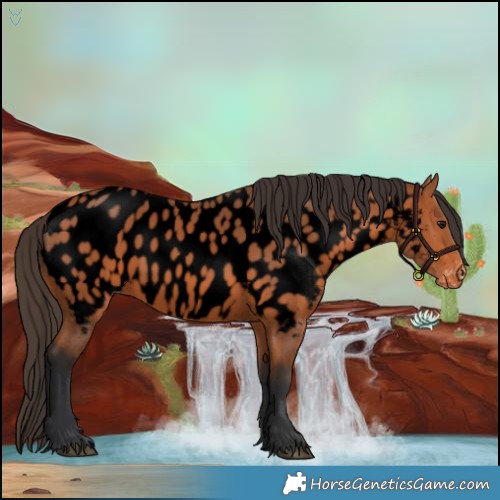 Horse Color:Void Bay Appaloosa 