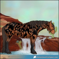 Horse Color:Void Bay Appaloosa