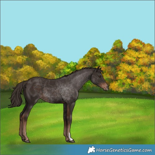 Horse Color:Liver Chestnut 