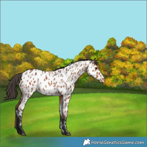 Horse Color:Bay Appaloosa 