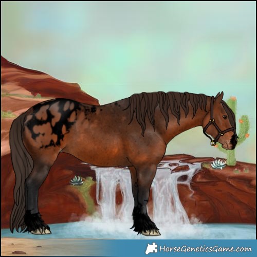 Horse Color:Void Brown Appaloosa 