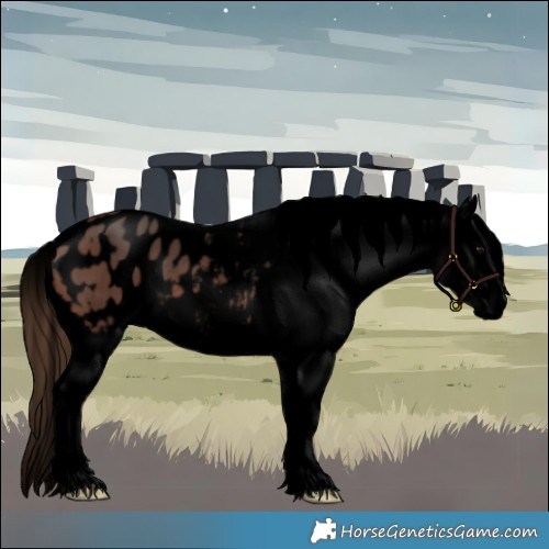 Horse Color:Void Brown Appaloosa 