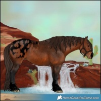 Horse Color:Void Brown Appaloosa