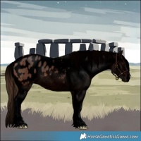 Horse Color:Void Brown Appaloosa 