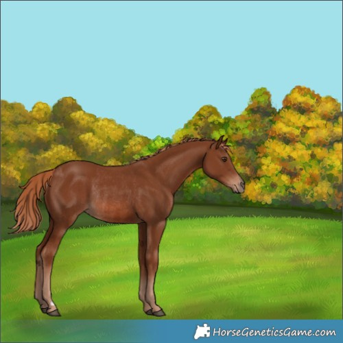 Horse Color:Chestnut Rabicano 