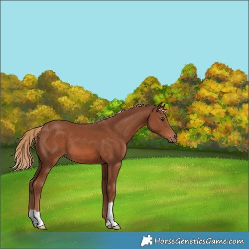 Horse Color:Chestnut 