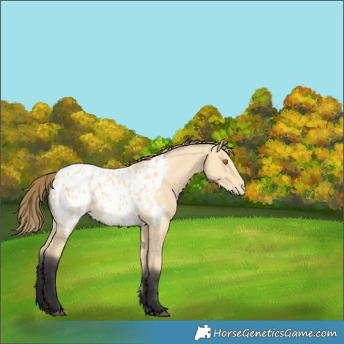 Horse Color:Buckskin Dun Appaloosa 