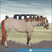 Horse Color:Painted Liver Red Dun Rabicano 