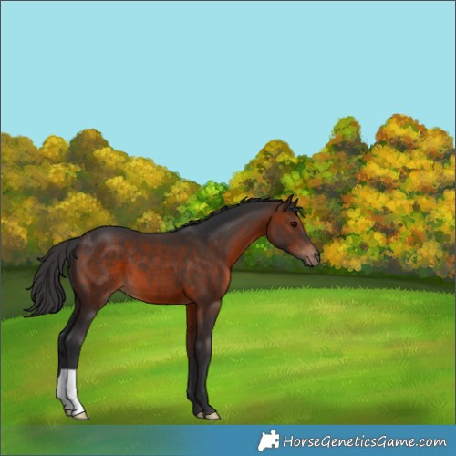 Horse Color:Brown 