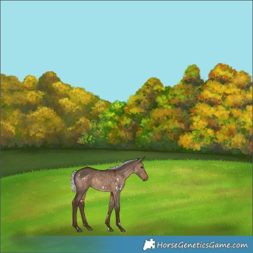 Horse Color:White Spotted Silver Brown Dun Sabino Rabicano 
