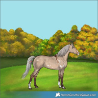 Horse Color:White Spotted Silver Brown Dun Sabino Rabicano