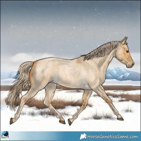 Horse Color:Palomino Roan Dun 