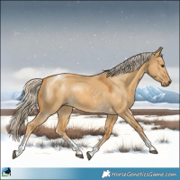 Horse Color:Palomino Dun Sabino Tobiano 