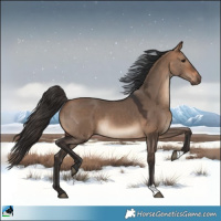 Horse Color:Bay Dun