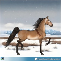 Horse Color:Gray Bay Dun