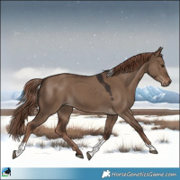 Horse Color:Liver Red Dun Tobiano 