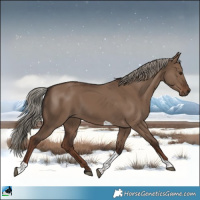 Horse Color:Liver Red Dun Tobiano 