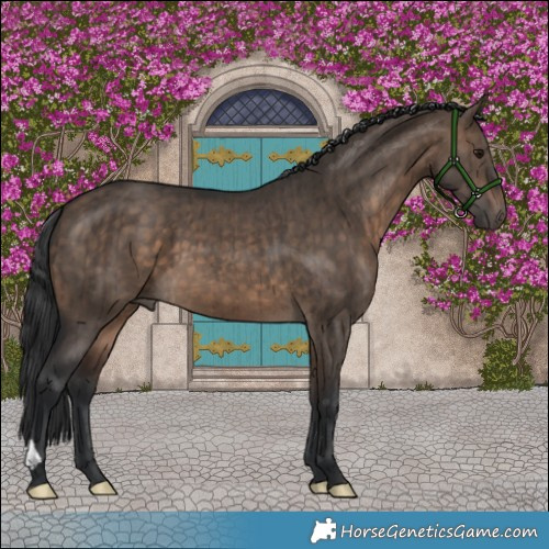 Horse Color:Brown Dun Brindle 