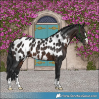 Horse Color:Brown Appaloosa 