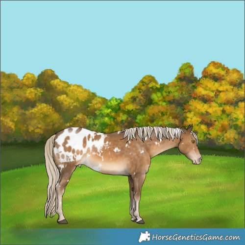 Horse Color:White Spotted Chocolate Palomino Appaloosa 