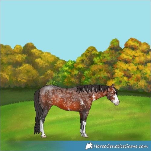 Horse Color:Brown Ice Sabino 
