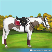 Horse Color:Silver Black Splash Tobiano
