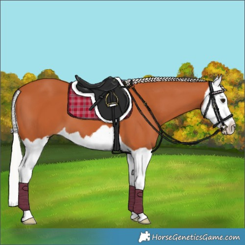 Horse Color:Silver Bay Splash