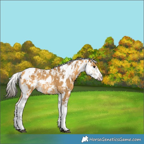 Horse Color:Buckskin Sabino Rabicano 