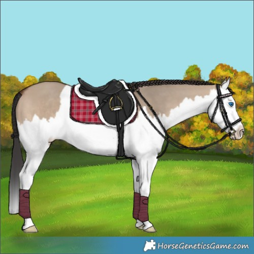 Horse Color:Brown Dun Splash 