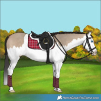 Horse Color:Brown Dun Splash